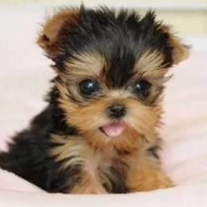 Meet your Posher, Natasha